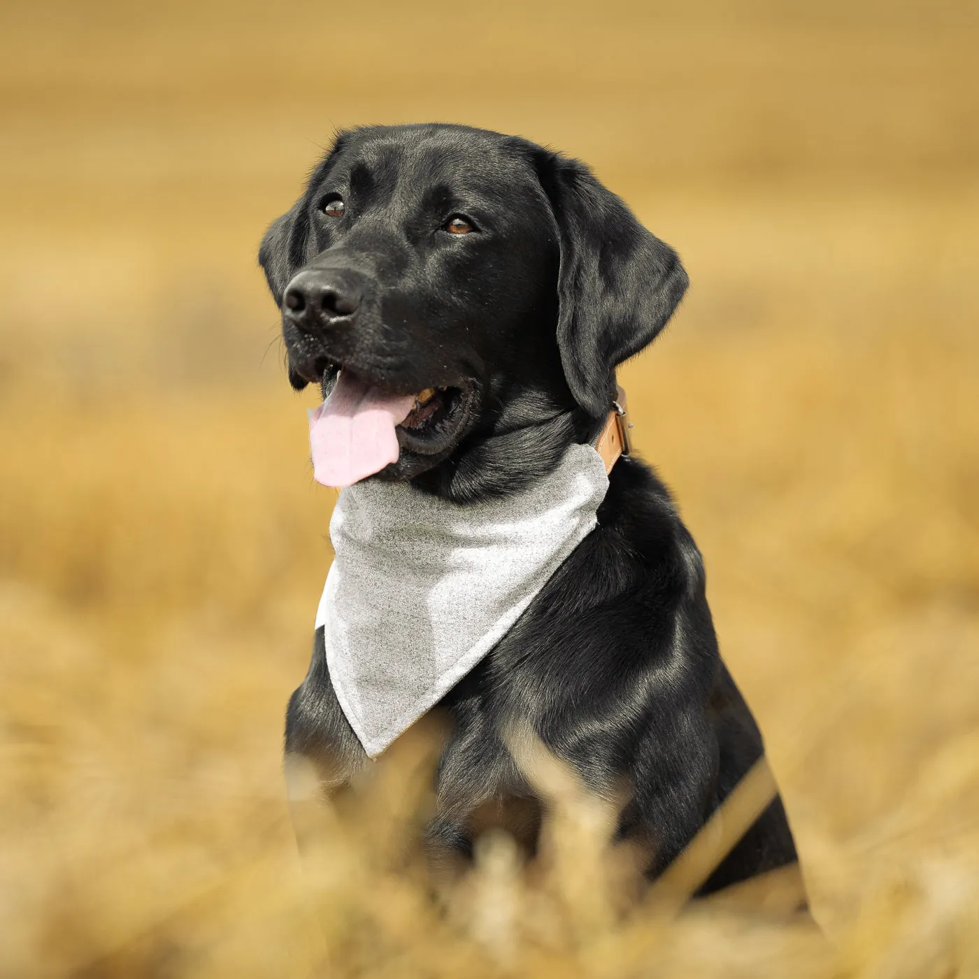 Bandana In Inchmurrin Iceberg by Lords & Labradors