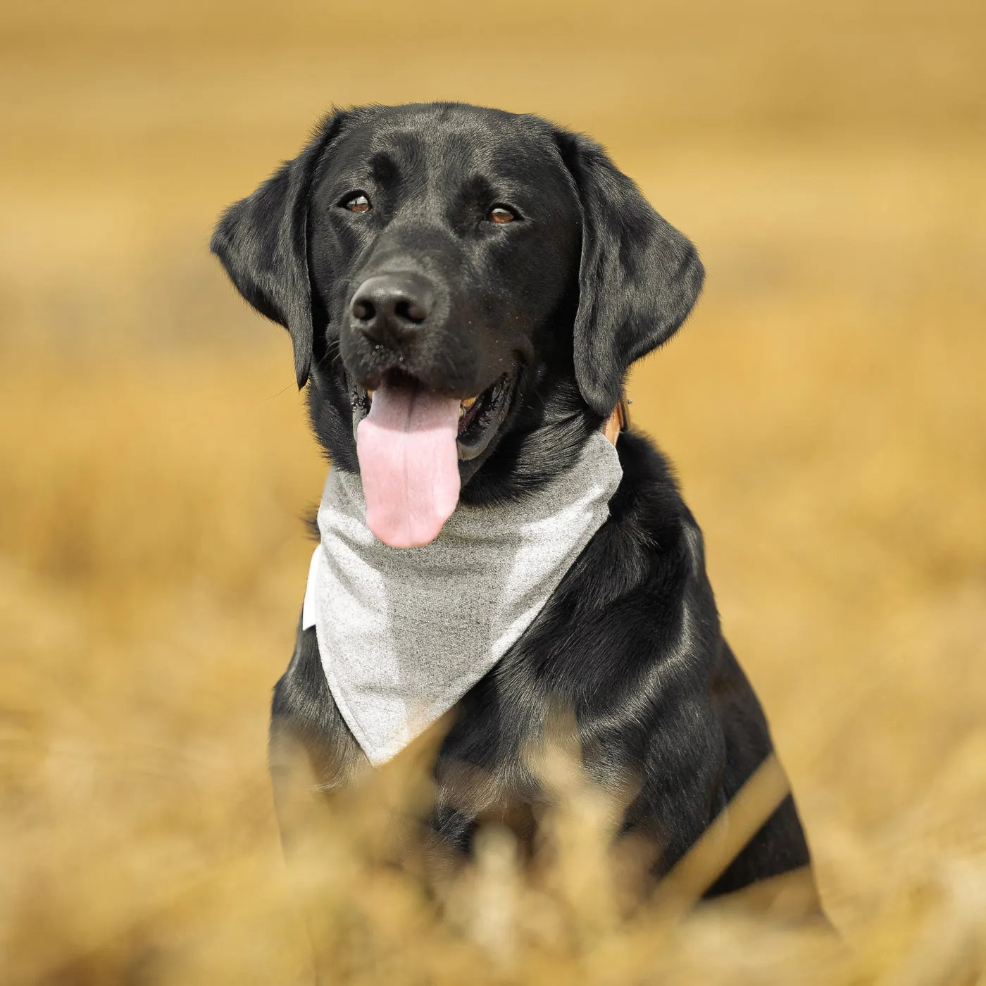 Bandana In Inchmurrin Iceberg by Lords & Labradors