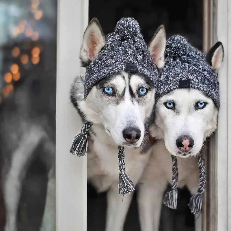 Knitted Dog Hat with Pom Pom