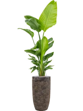 Strelitzia nicolai in Baq Luxe Lite Universe Layer Office Plant With Pot 217cm Height 32cm Dia